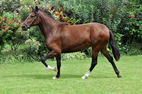 Peruvian paso horse