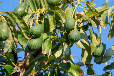 Avocado tree with ripe fruit