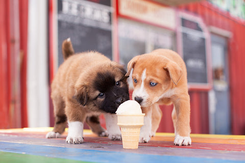 two puppies sharing ice cream cone