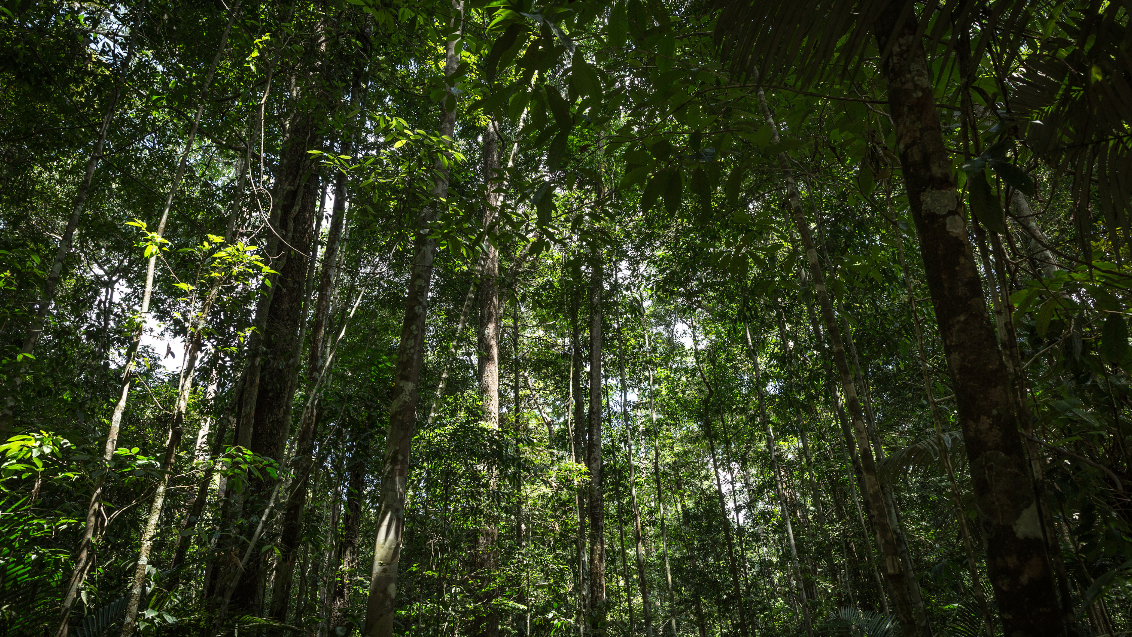 dense canopy of the rainforest in Brazil