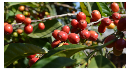 coffee beans in Ethiopia