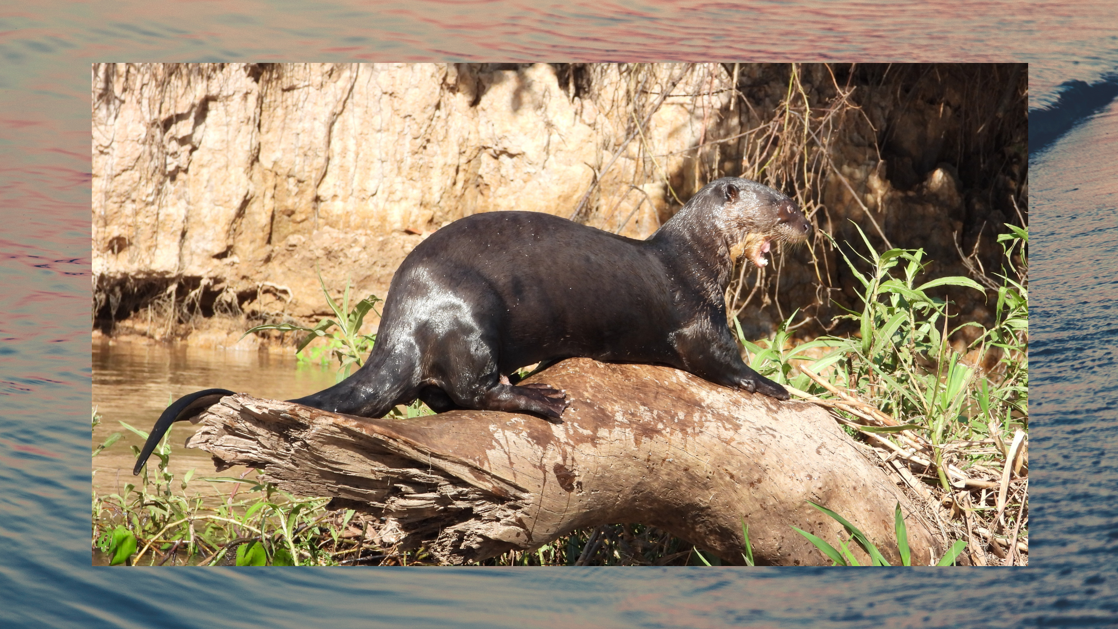 giant river otter sunning on log