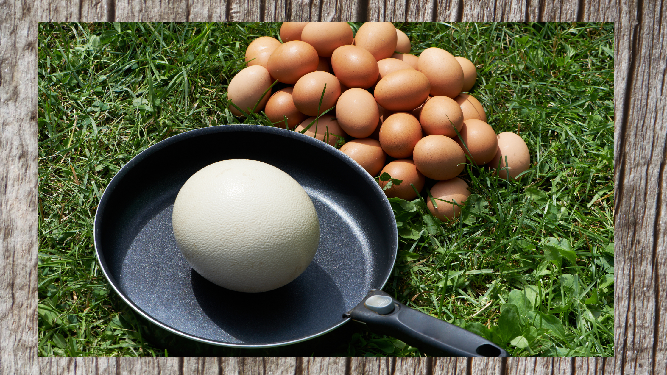ostrich egg in frying pan next to chicken eggs national egg day