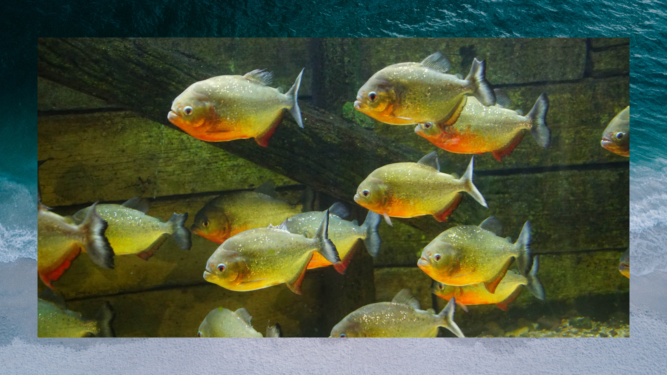 red-bellied piranha of the amazon river