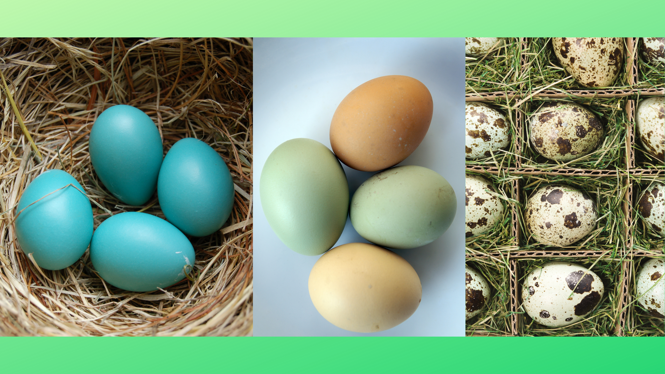National Egg Month: Light or Loaded
