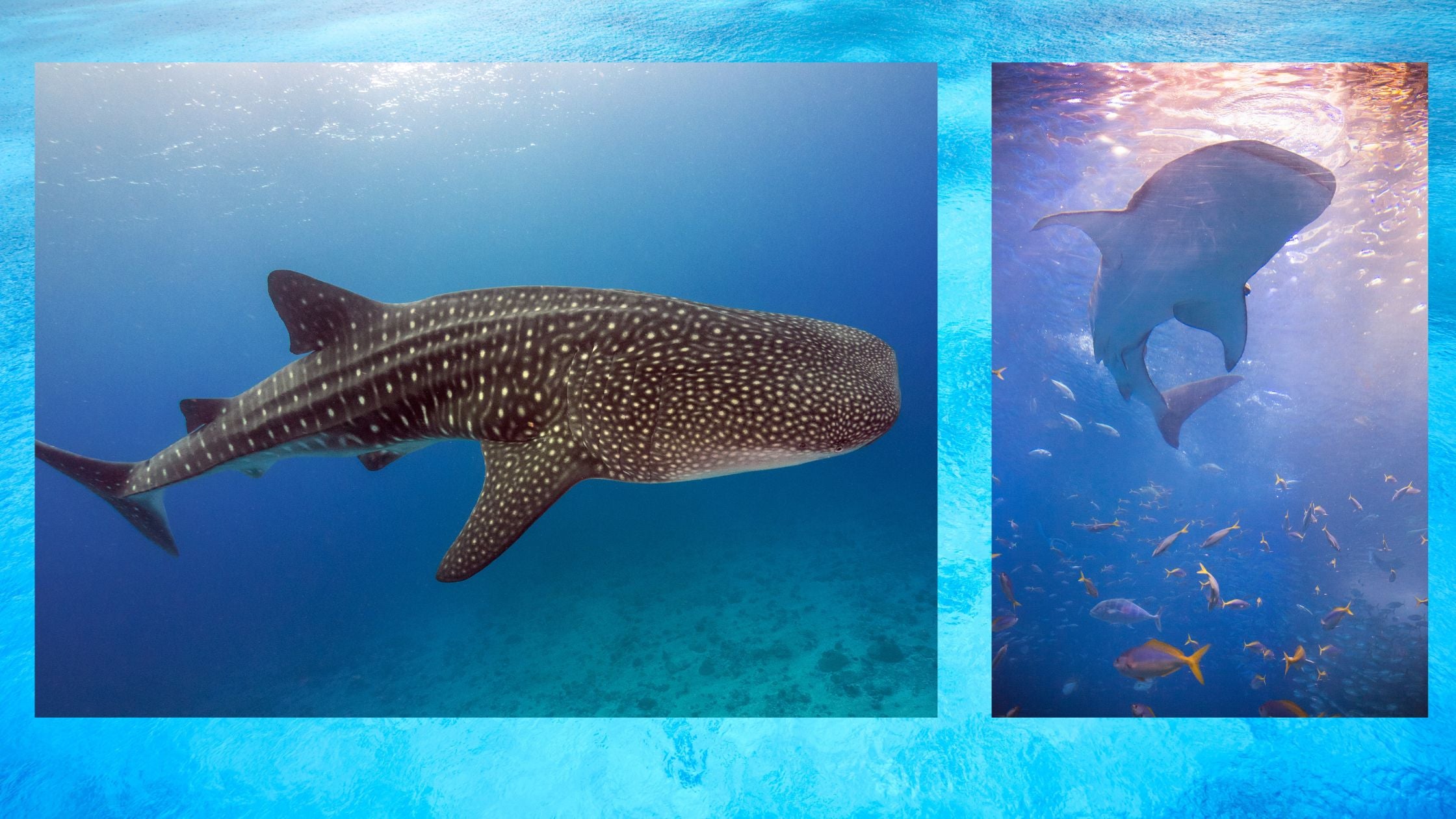 whale sharks in Thailand