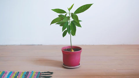 avocado tree sapling in a pot