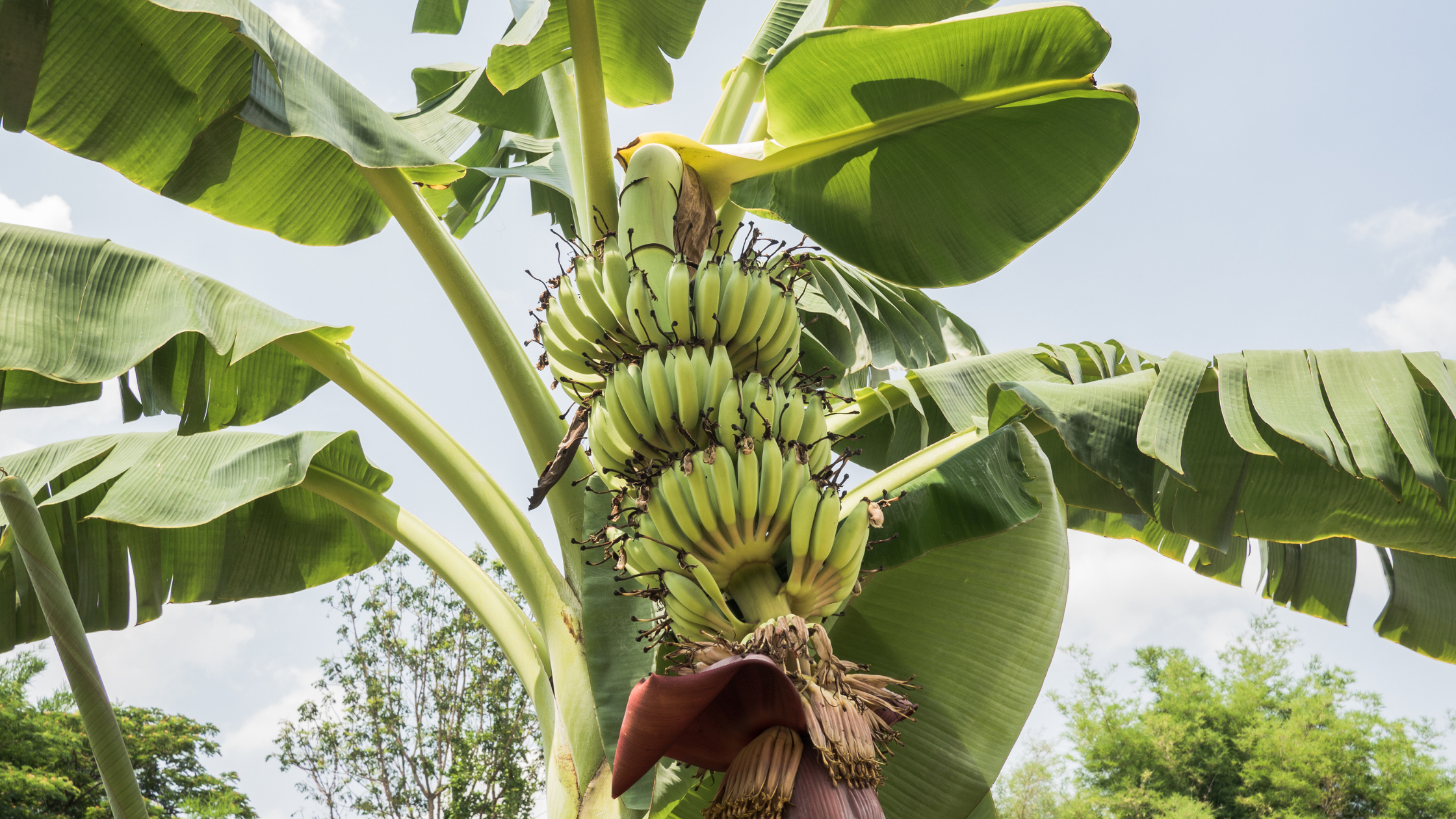 banana tree