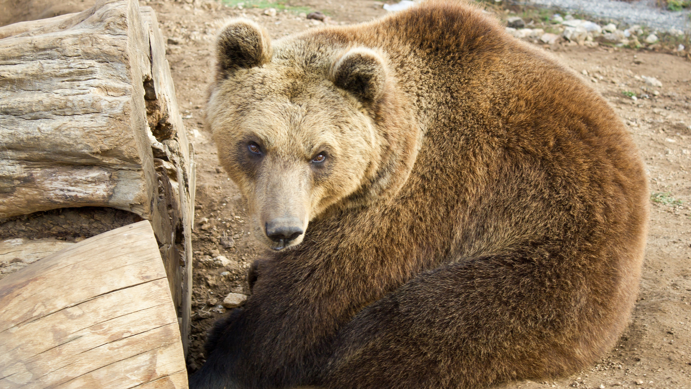 bear at the Croatia zoo