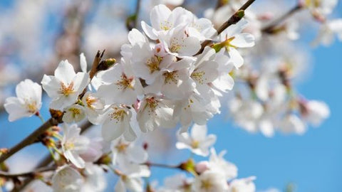 cherry tree with blossoms for haiku day