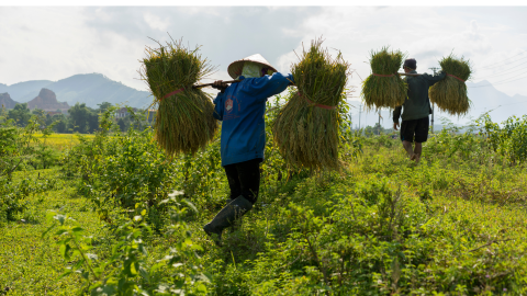 rice harvest in Korea