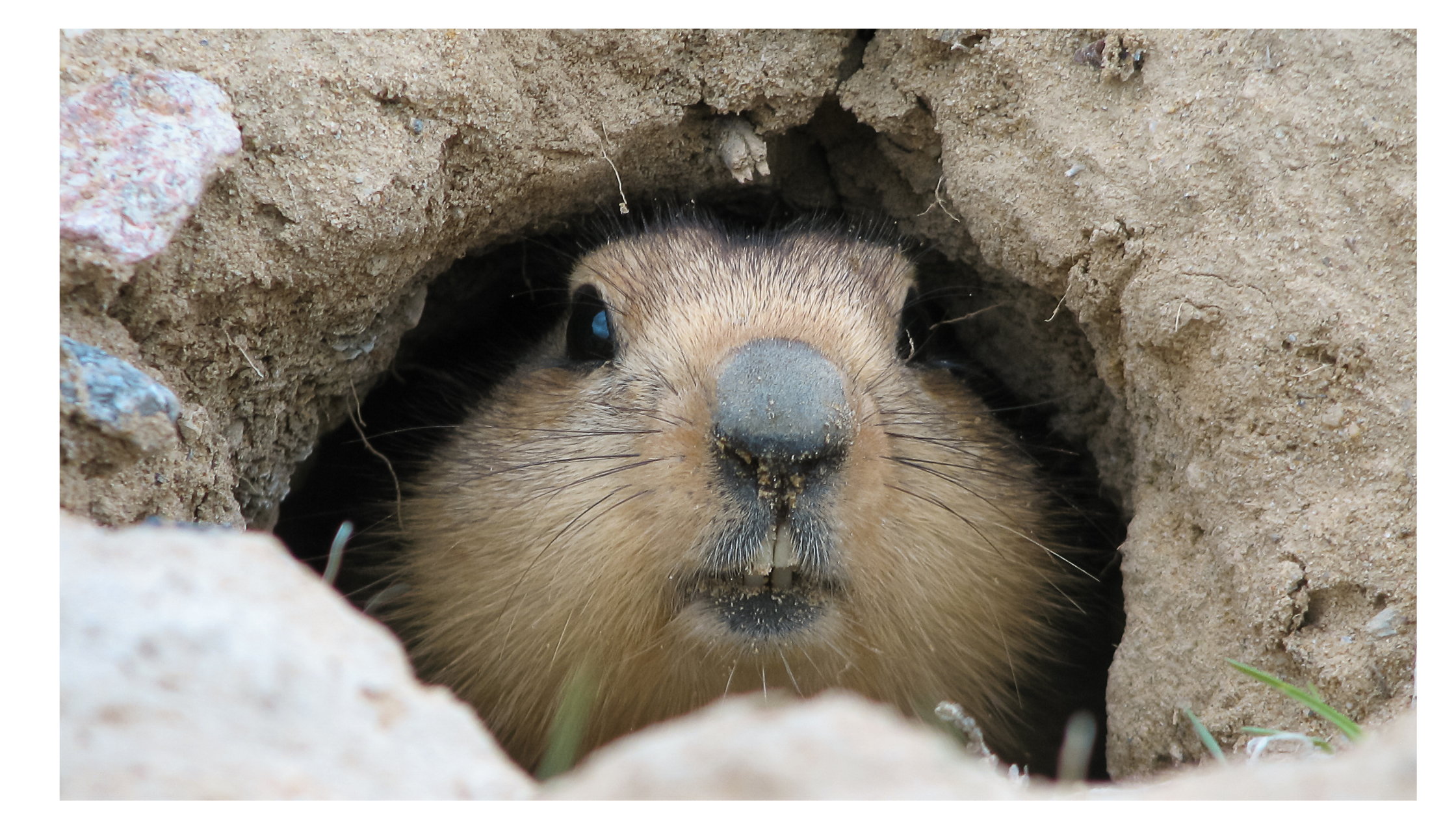 groundhog peeking out of burrow