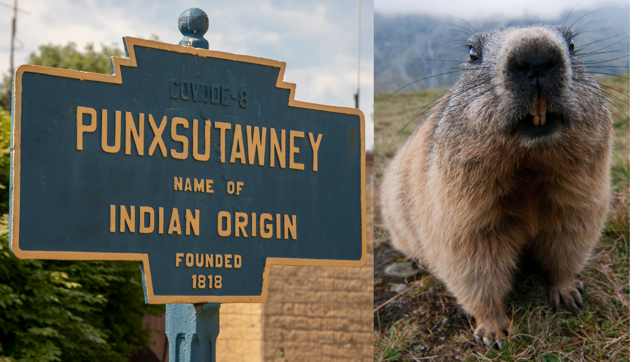 Punxsutawney Phil on Groundhog Day