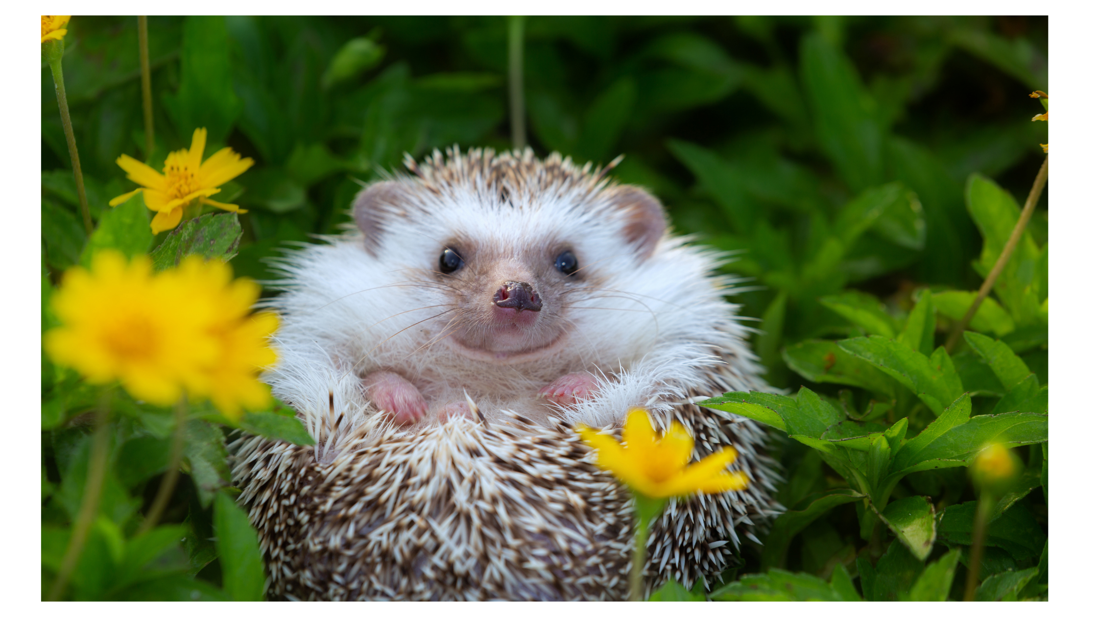 hedgehog with yellow flowers