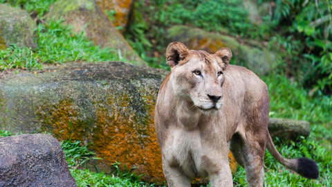 lion at singapore zoo