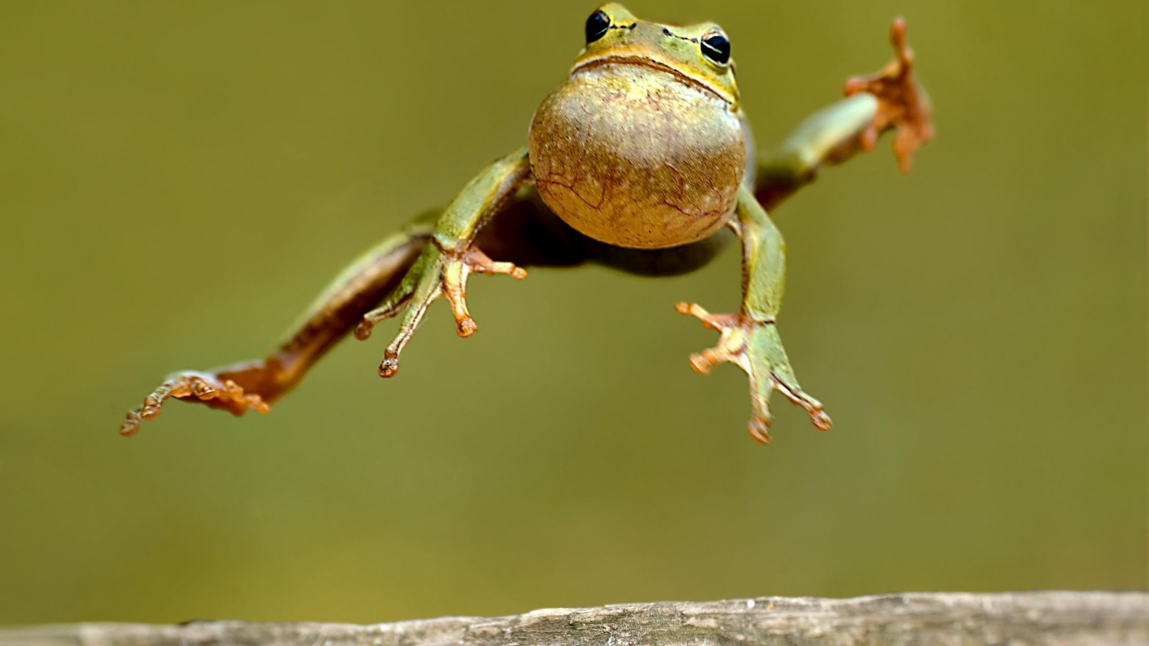 frog jumping midsummer sweden sma grodorna