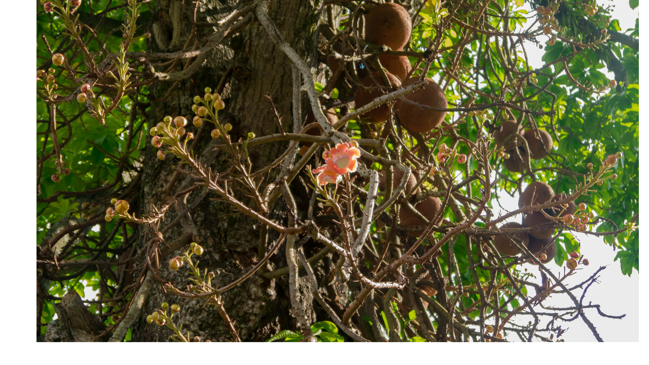 brazil nut tree National Nut Day eat2explore