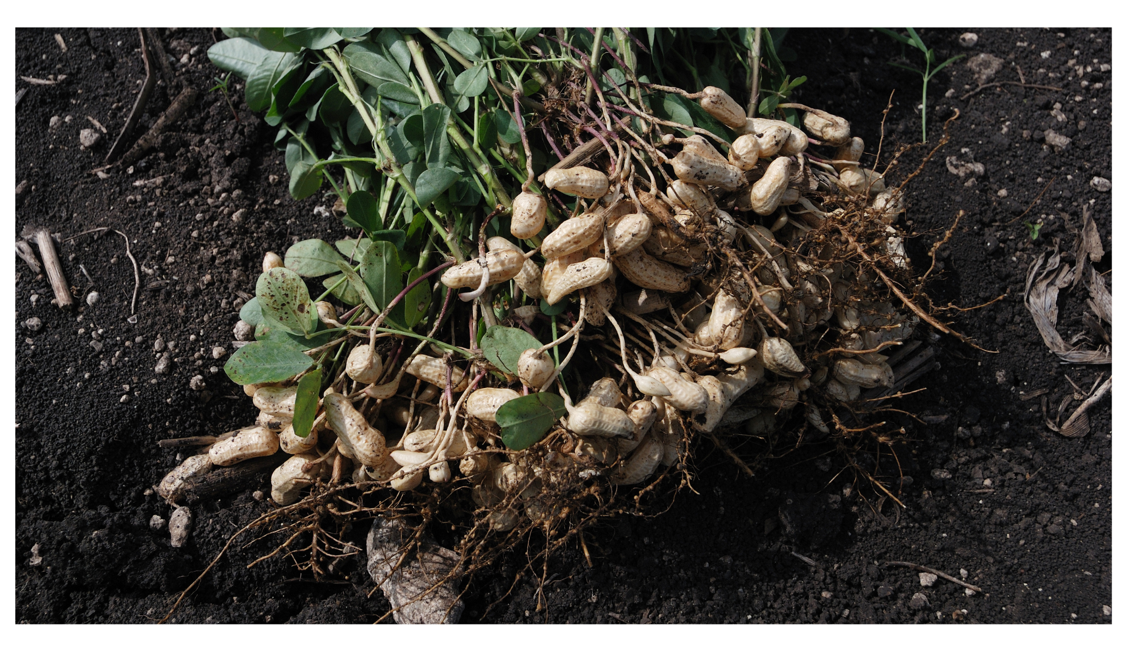 peanut plant National Nut Day eat2explore