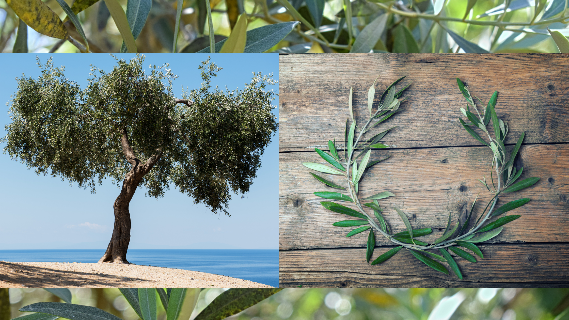 olive tree and wreath made from olive branches