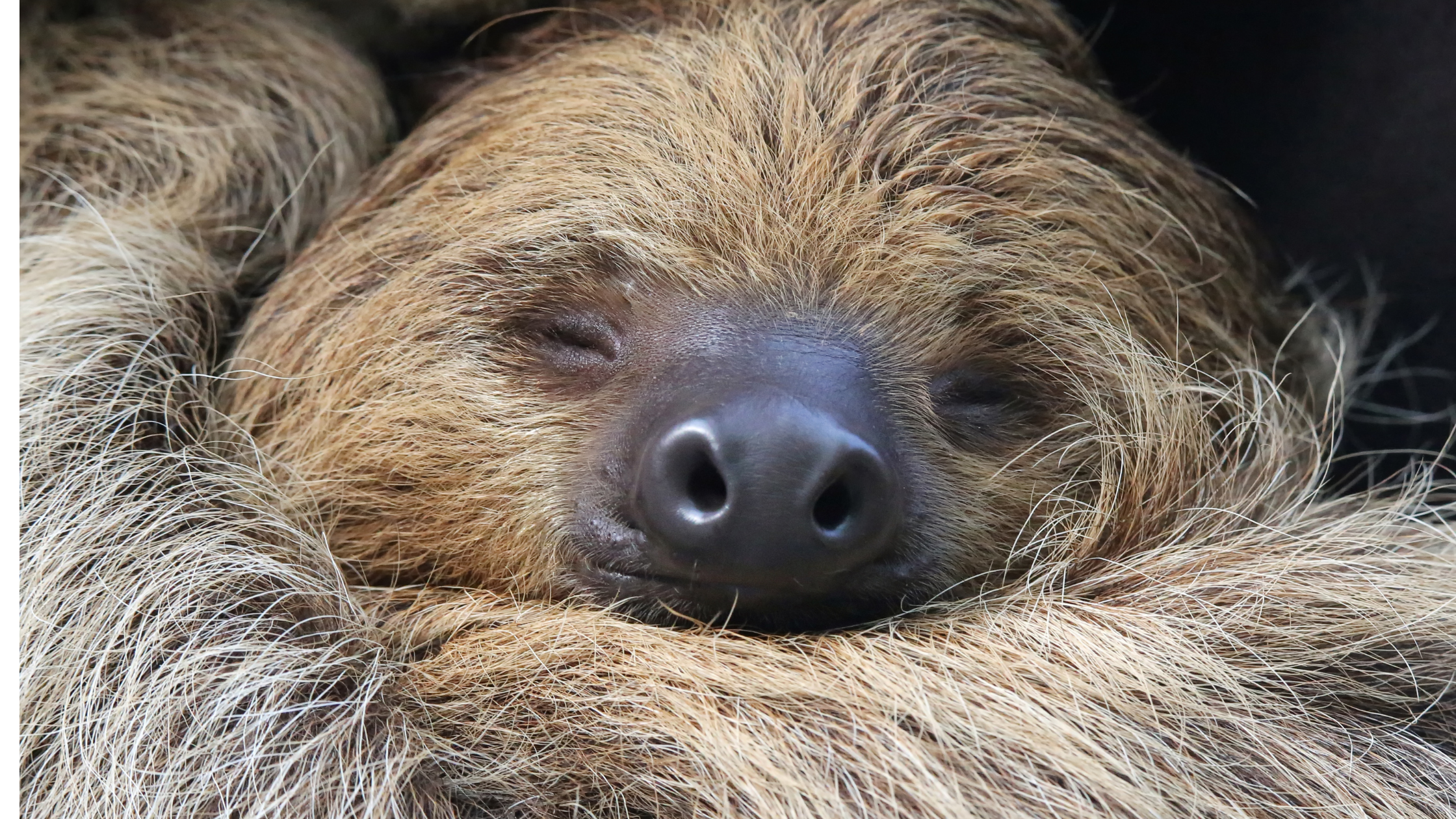 sleeping sloth