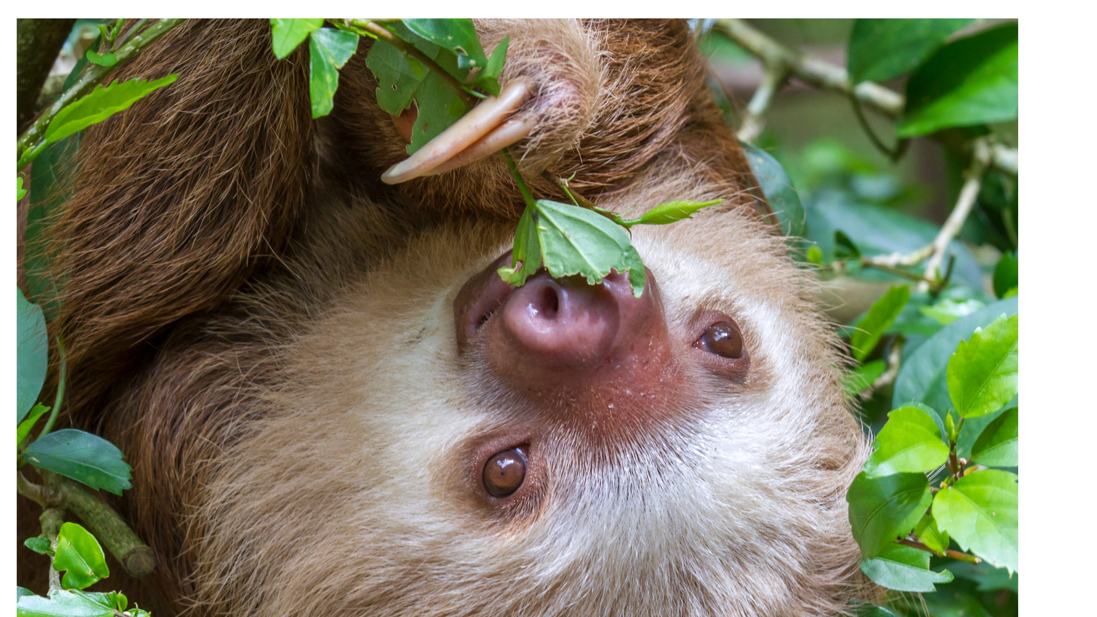 sloth munching on leaves and twigs