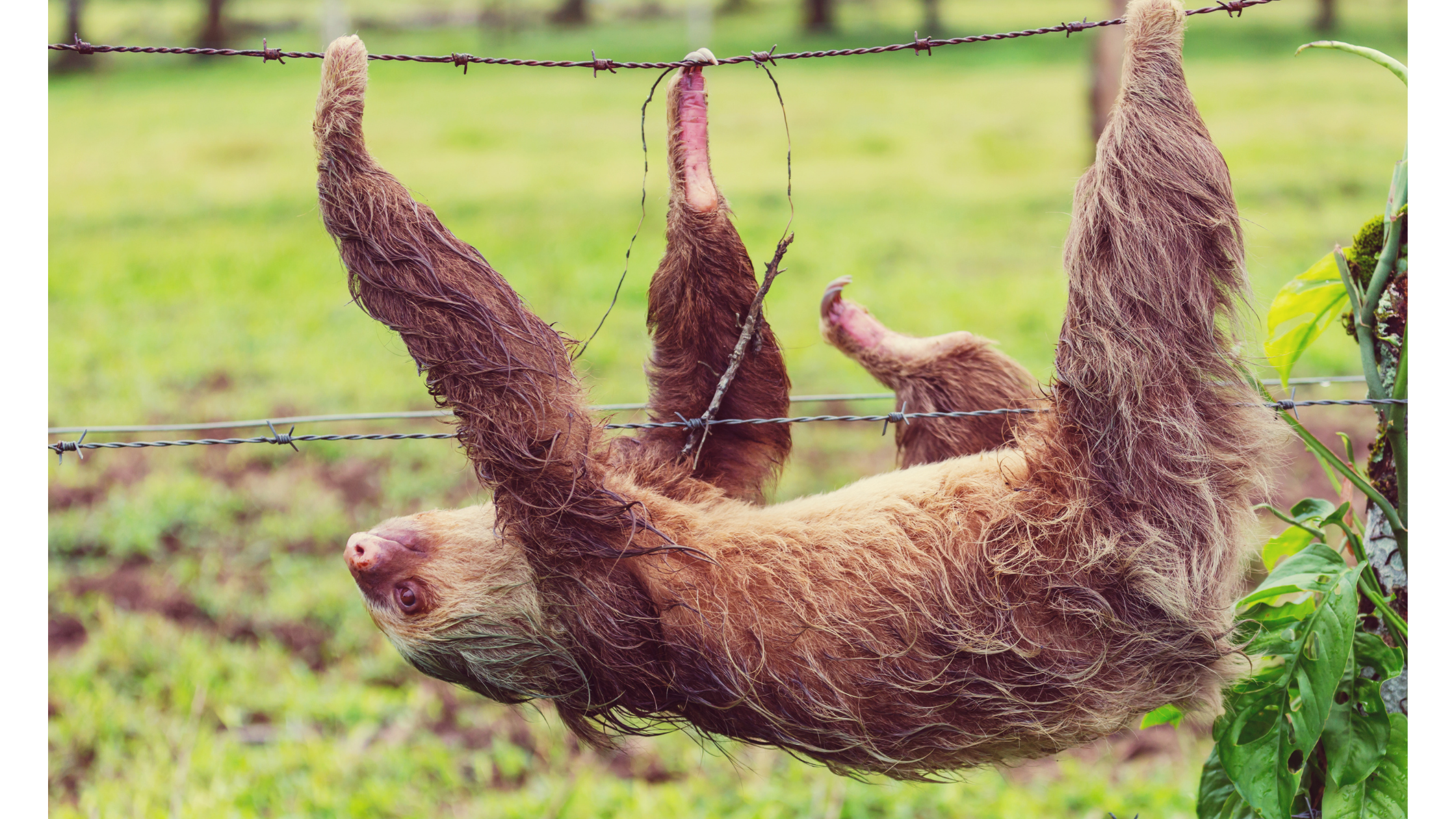sloth hanging from a fence