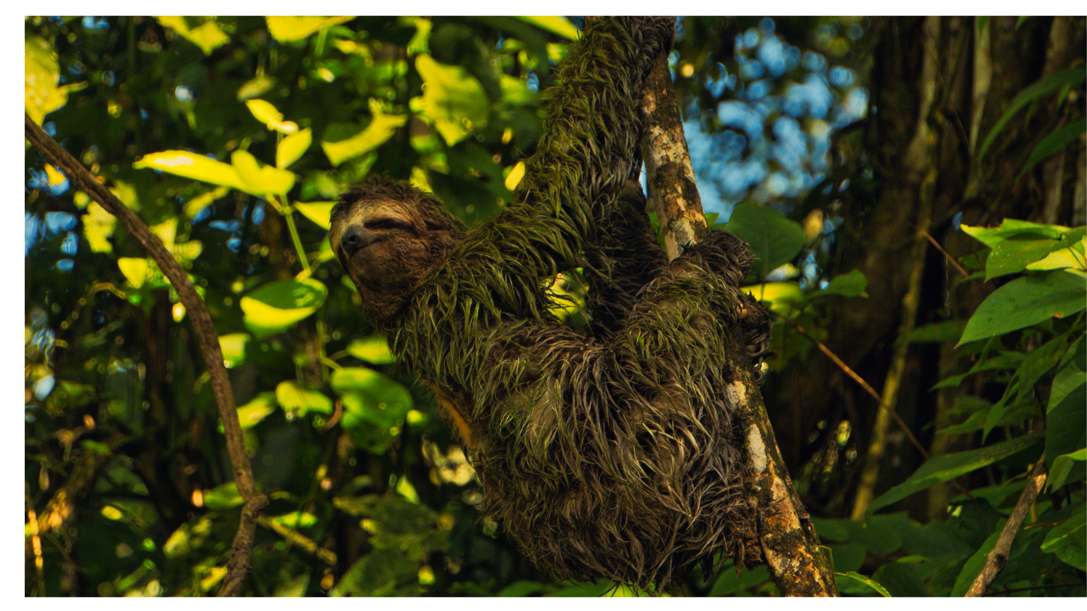 camoflaged sloth in a tree