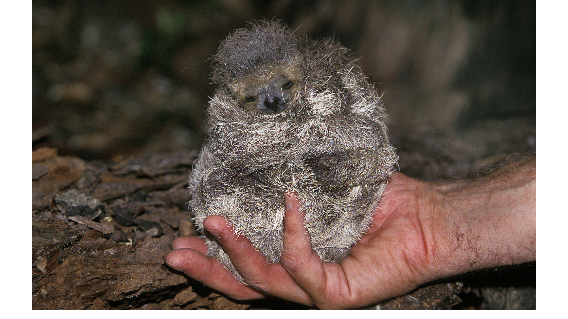 pygmy sloth