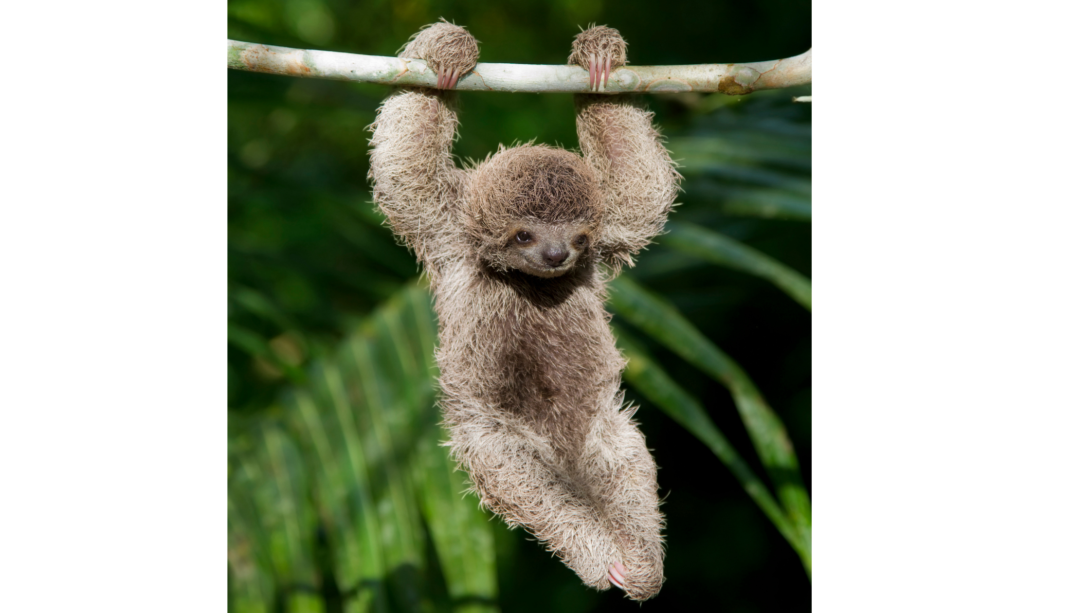 baby sloth hanging from a branch