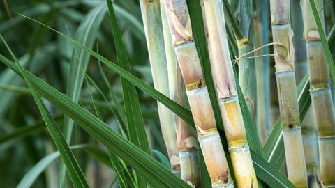 Sugarcane is an important part of the history of Brazil