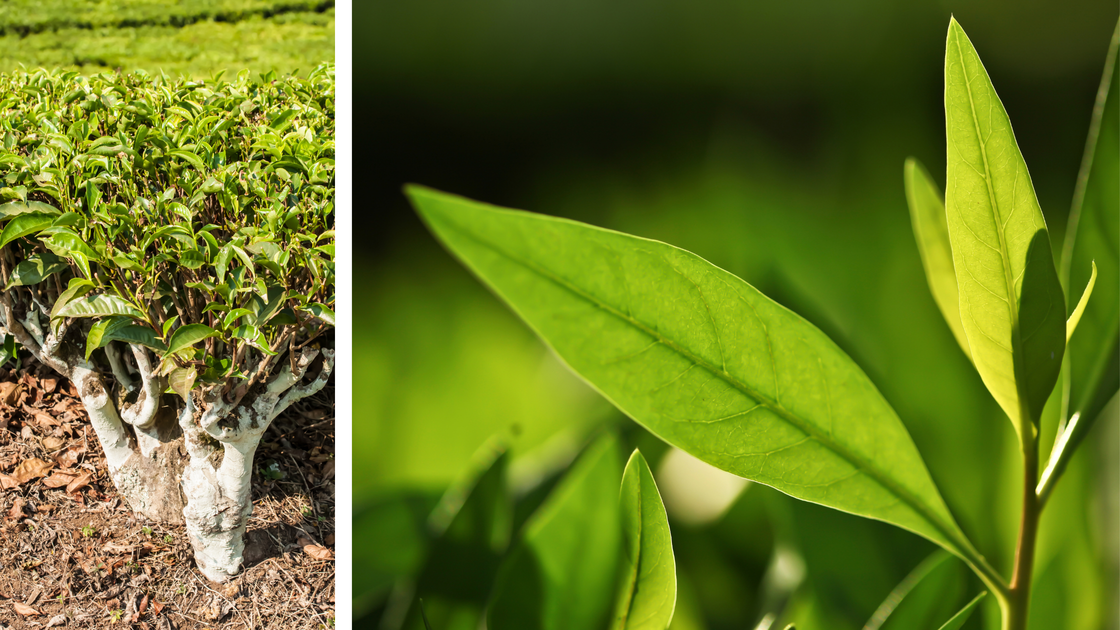 tea plant and close up of fresh tea leaves