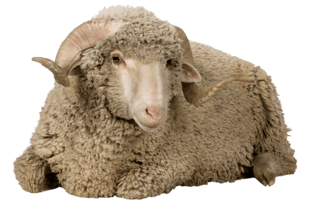 merino sheep sustainable mulesing