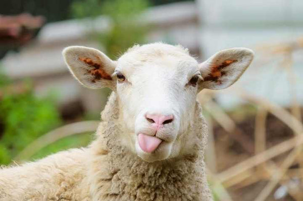 sheep water consumption wool tongue out