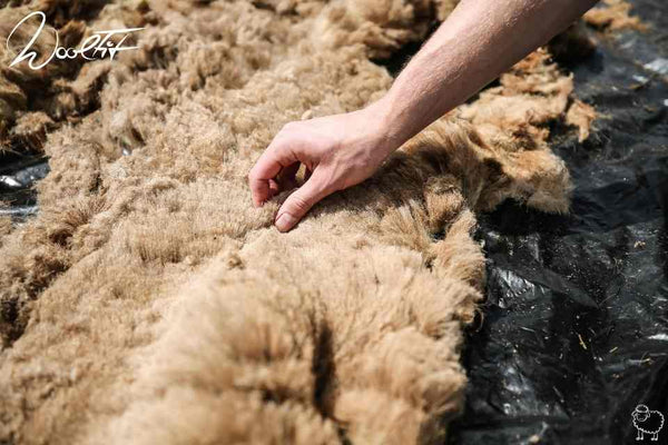 natural wool freshly sheared