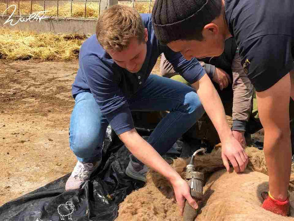 Shearing a sheep Benni carefully shears the sheep