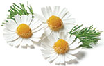 camomile