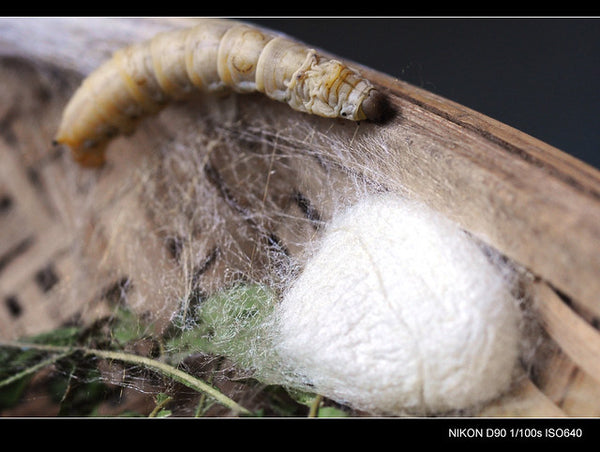 Silk worm Cocoon