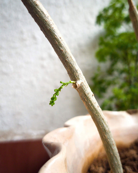 Giloy stem sprouting new leaves