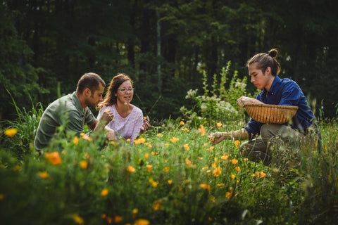 Three people in a field gathering fresh herbs including Whole Harmony cofounders Stacey Wood and David Soule.