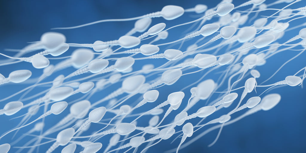 Normale Spermabildung Dank Selen - hol dir jetzt aktivmen´s X MACA Kapseln!