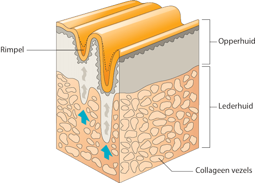 Ingezoomde afbeelding van de huidstructuur waar zichtbaar wordt wat de opperhuid en lederhuid is, gevuld met collageen vezels