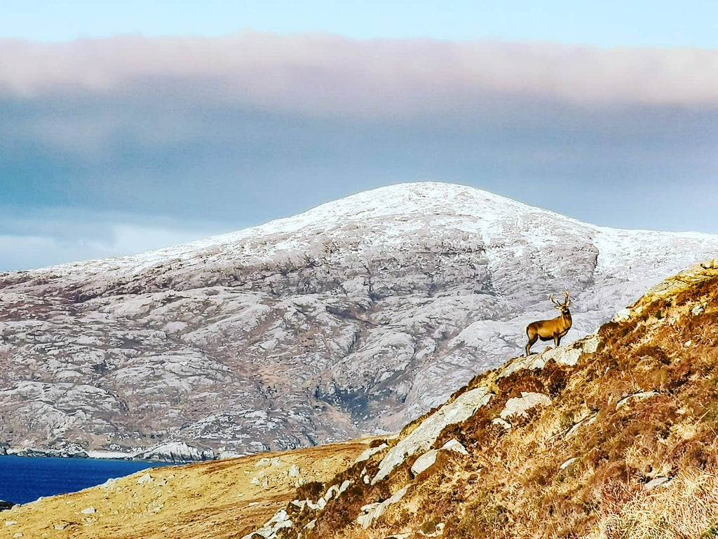 Red deer on the cold Harris hills.