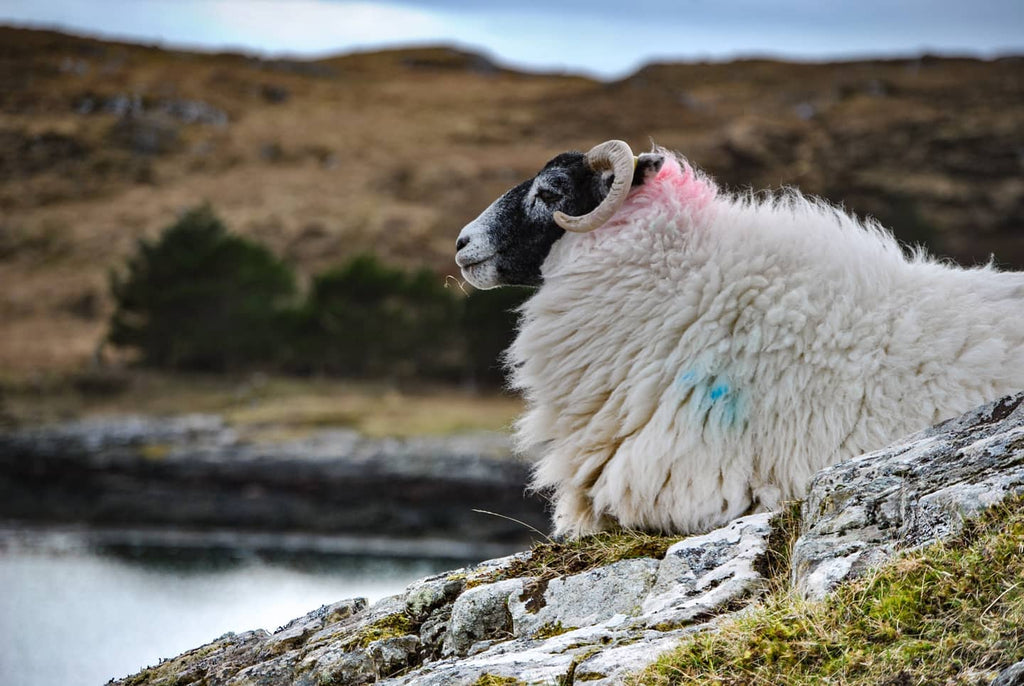 Relaxing as lambing season draws to a close. Image © Peter Kwasniewski.