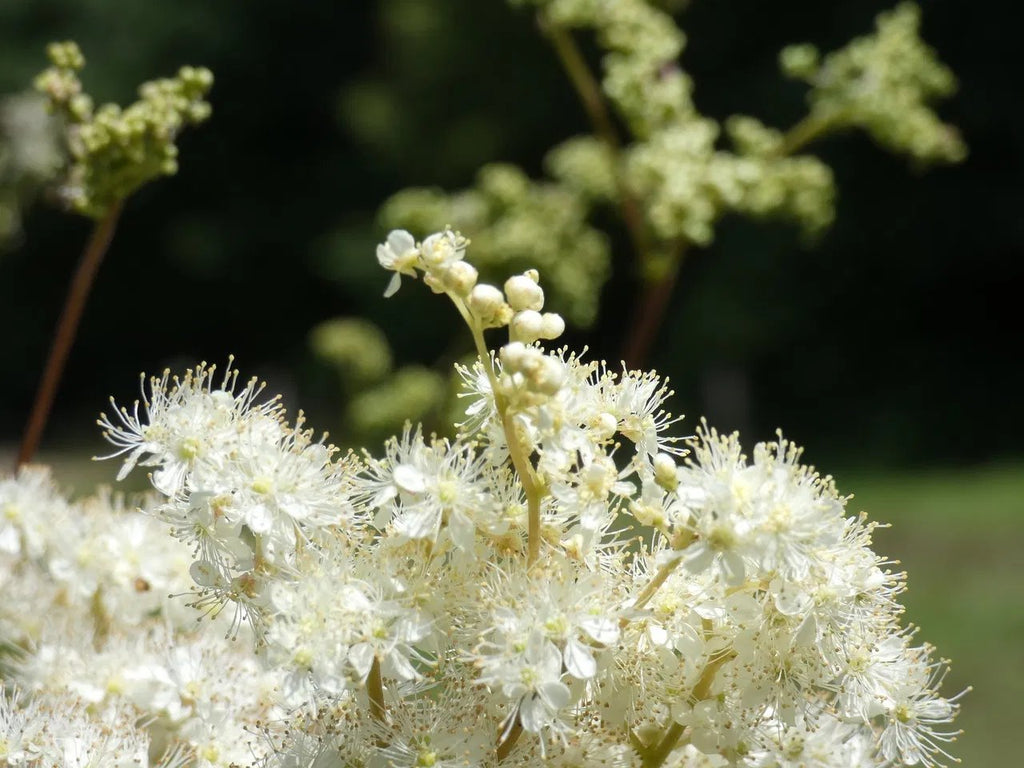 The small, white, fragrant flowers of Meadowsweet