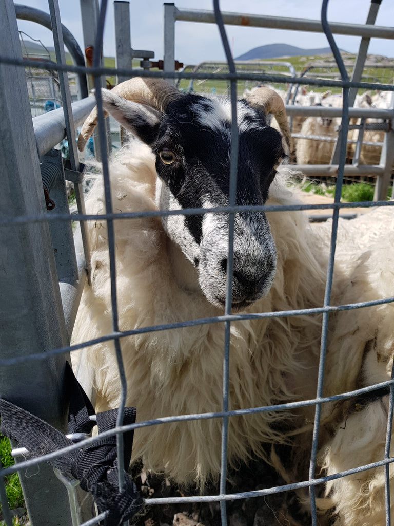 A blackface sheep pre-shearing for the summer, Isle of Harris.