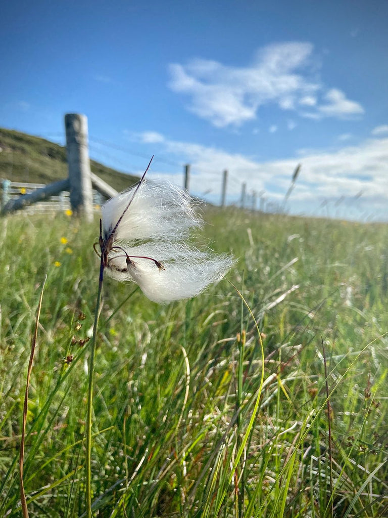 Soft summer bog cotton, bobbing in the breeze.