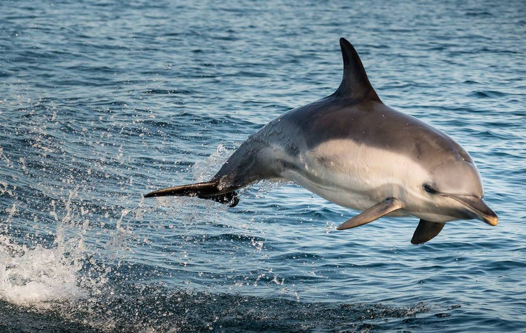 A common dolphin leaps from Outer Hebridean seas.  Image © Lewis Mackenzie.  |    www.hebridesfishntrips.co.uk
