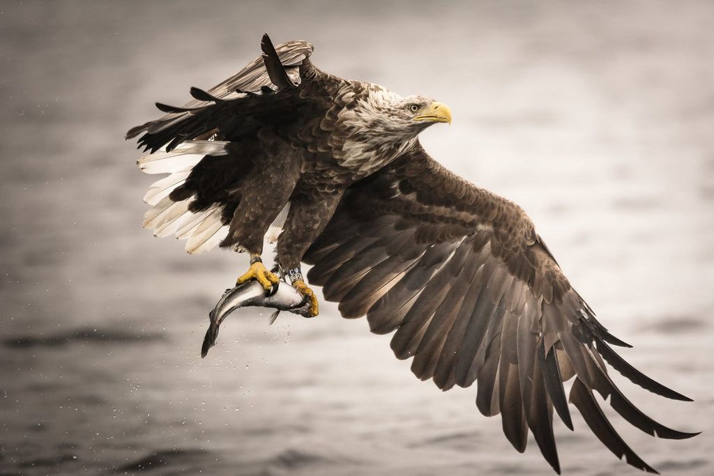 One of our growing population of Sea Eagles. Image © Lewis Mackenzie