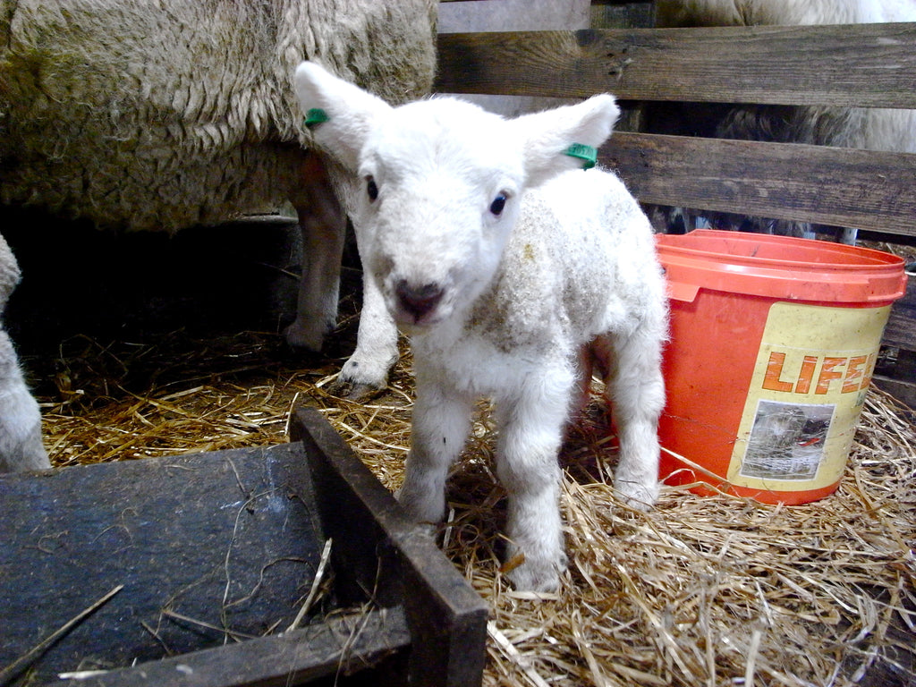 Finding their feet and ready to face the cold.