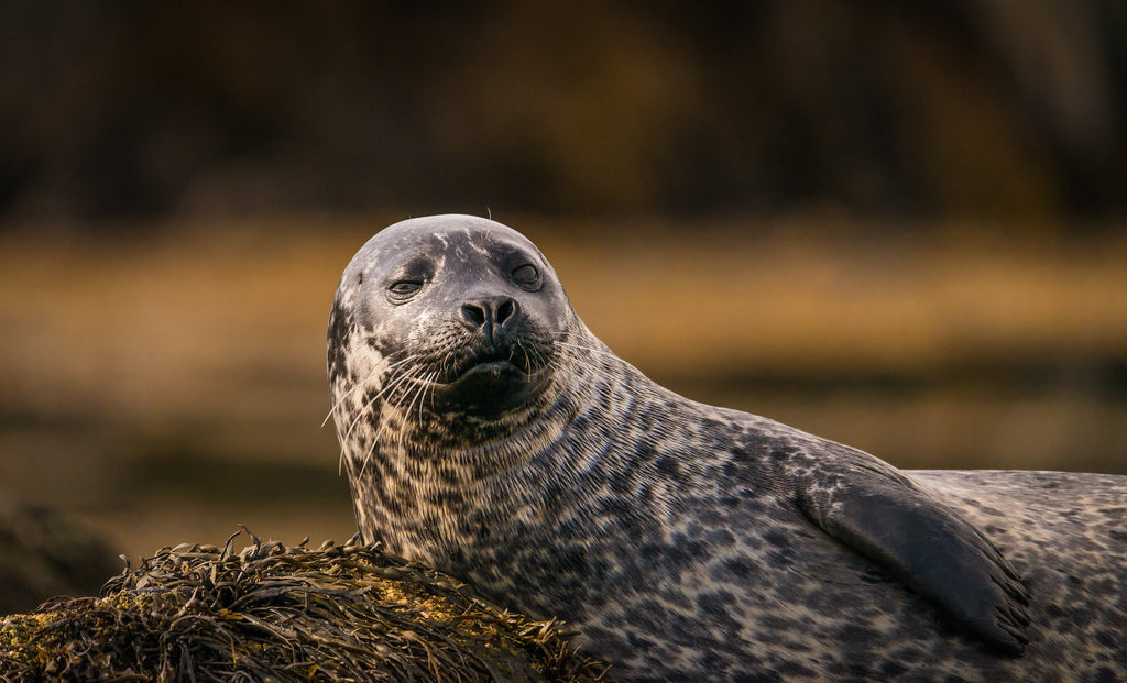 A common seal enjoying a few rays of rare sun. Image © Lewis Mackenzie 